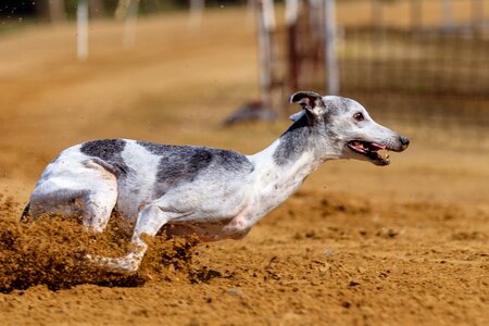 Animal portrait dog portrait racecourse photo