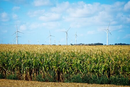 Nature summer cornfield photo