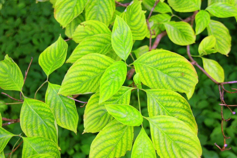 Pattern botany environment