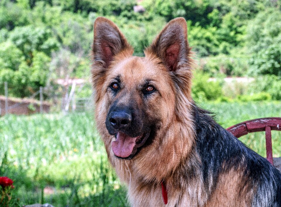 Pet look german shepherd dog