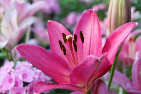 Lily pink flowers flower