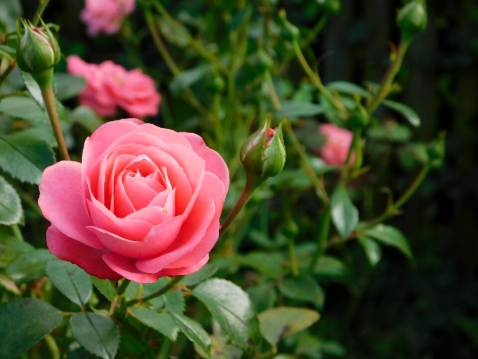 Flowers bloom romantica