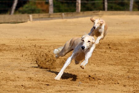 Animal portrait dog portrait racecourse photo