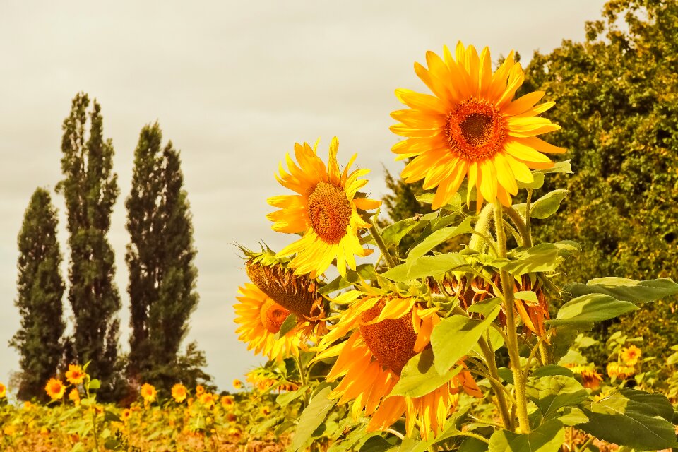 Nature summer blossom