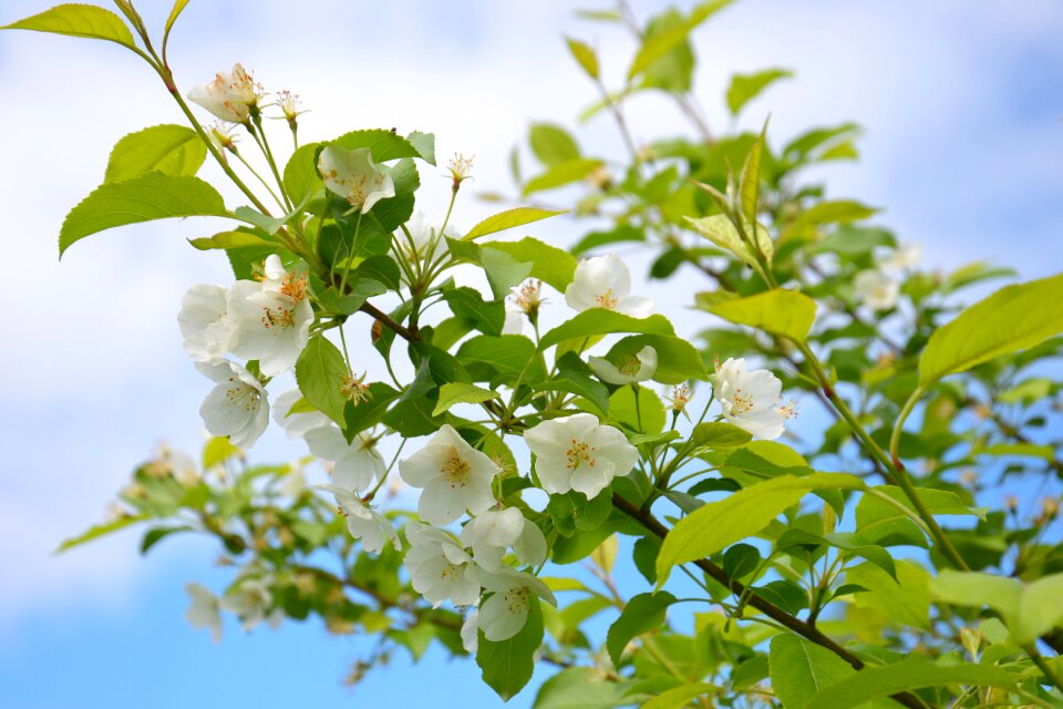Branch leaves white flowers