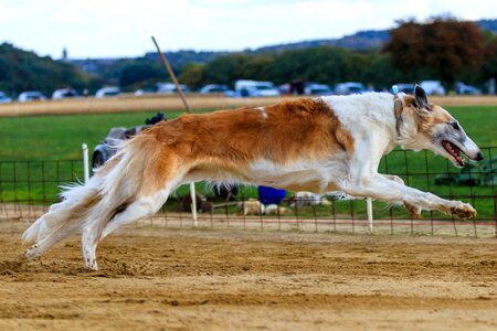 Animal portrait dog portrait racecourse photo