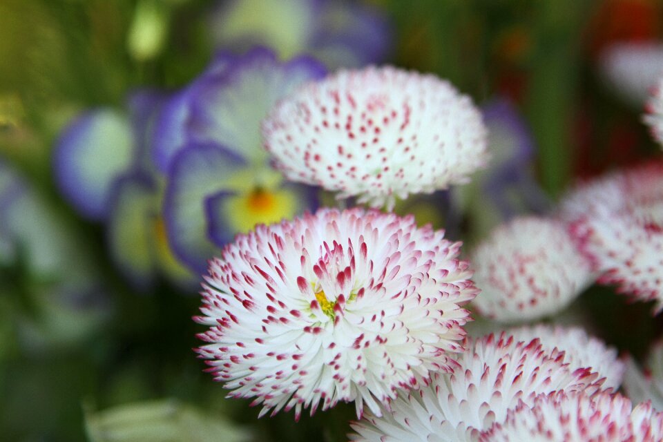 Daisy macro close up