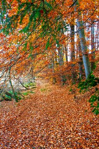 Tree fall foliage landscape photo