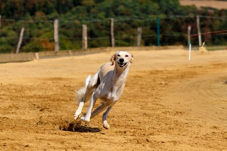 Animal portrait dog portrait racecourse photo