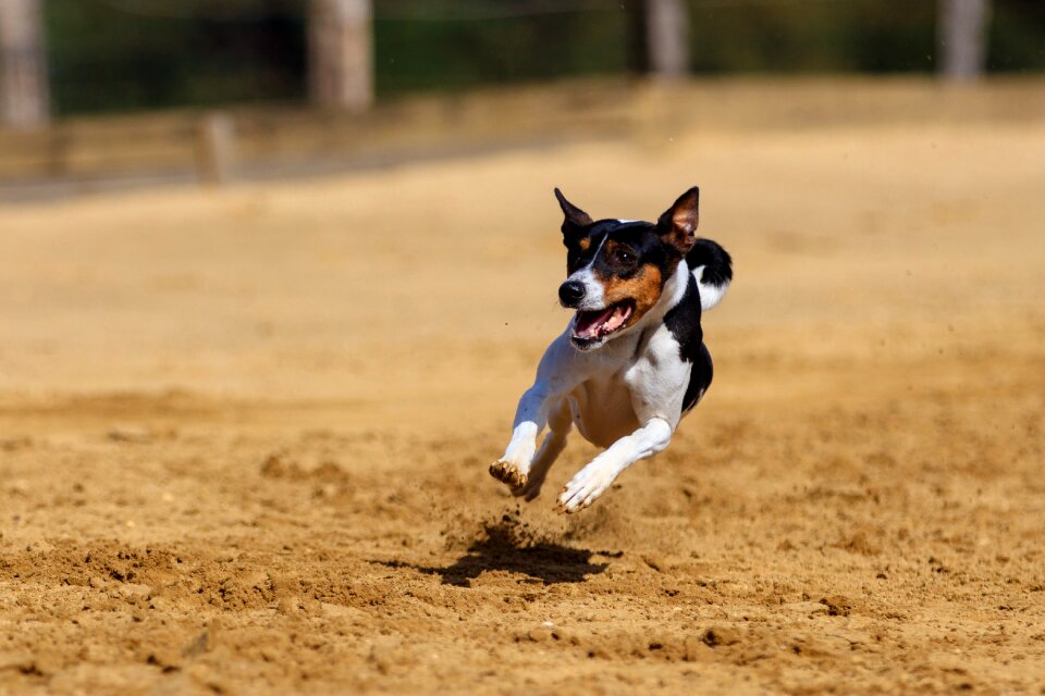 Animal portrait dog portrait racecourse