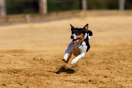 Animal portrait dog portrait racecourse photo