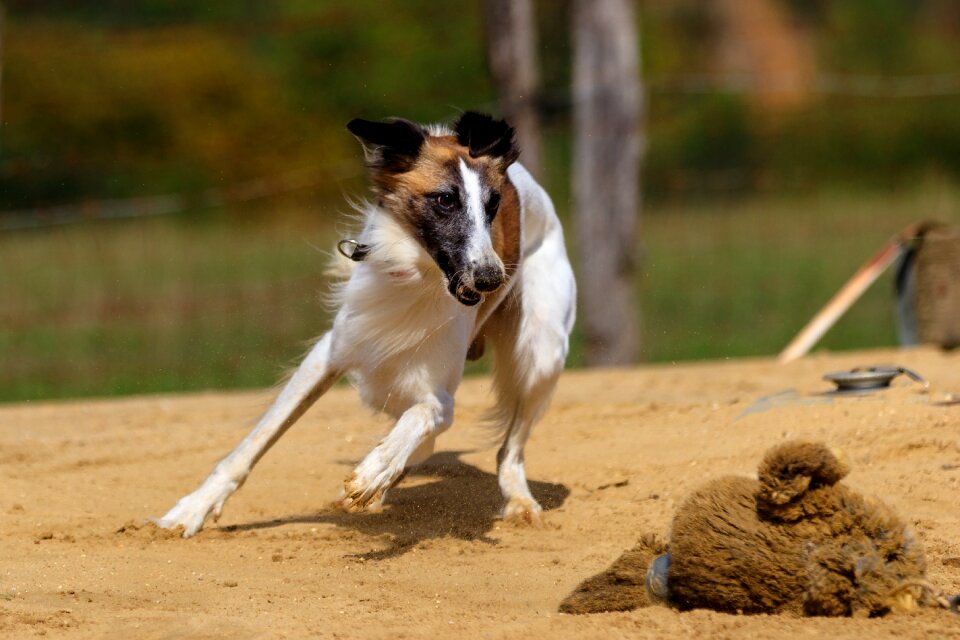 Animal portrait dog portrait racecourse