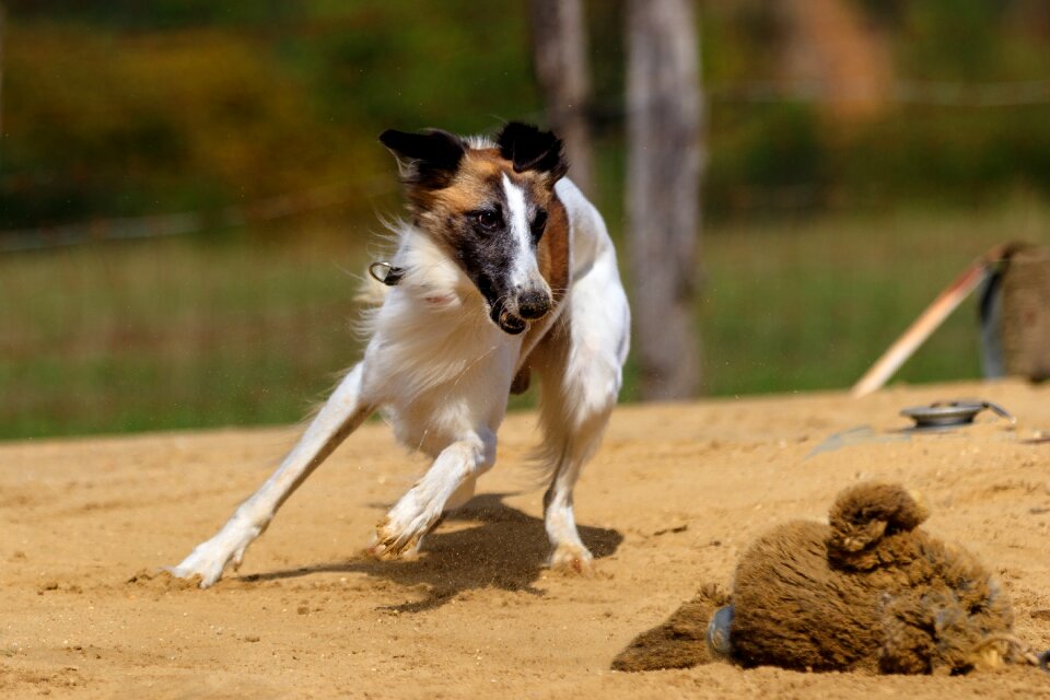 Animal portrait dog portrait racecourse photo