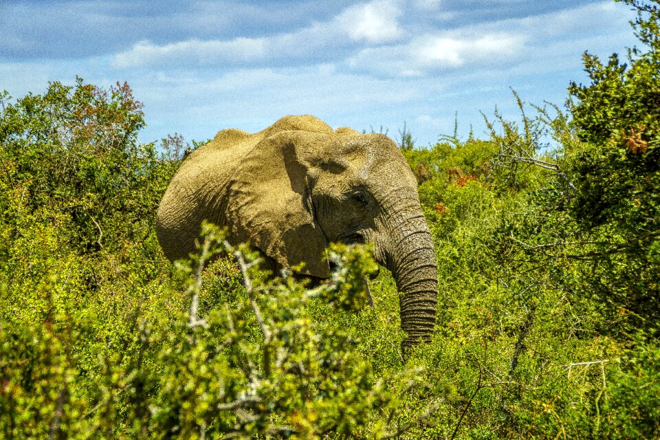 Wild animal pachyderm south africa