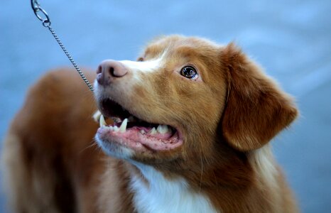 Face portrait retriever photo