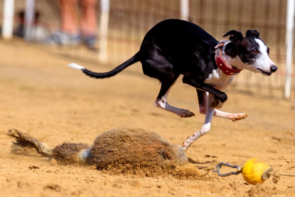 Animal portrait dog portrait racecourse