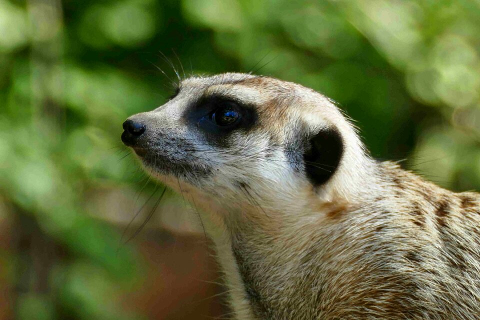 Suricata suricatta schleich cat zoo