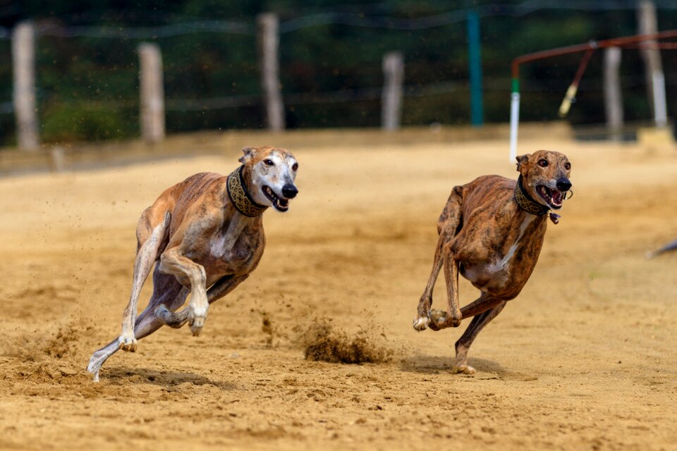 Animal portrait dog portrait racecourse