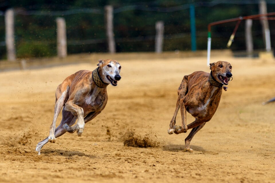 Animal portrait dog portrait racecourse photo