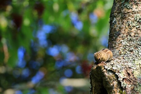 Winter squirrel taiwan