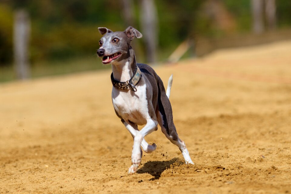 Animal portrait dog portrait racecourse
