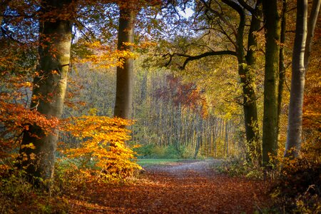Autumn away abendstimmung