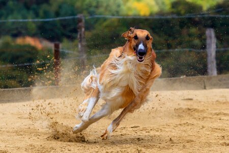 Animal portrait dog portrait racecourse photo