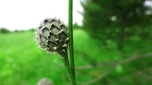 Strange barb centaurea