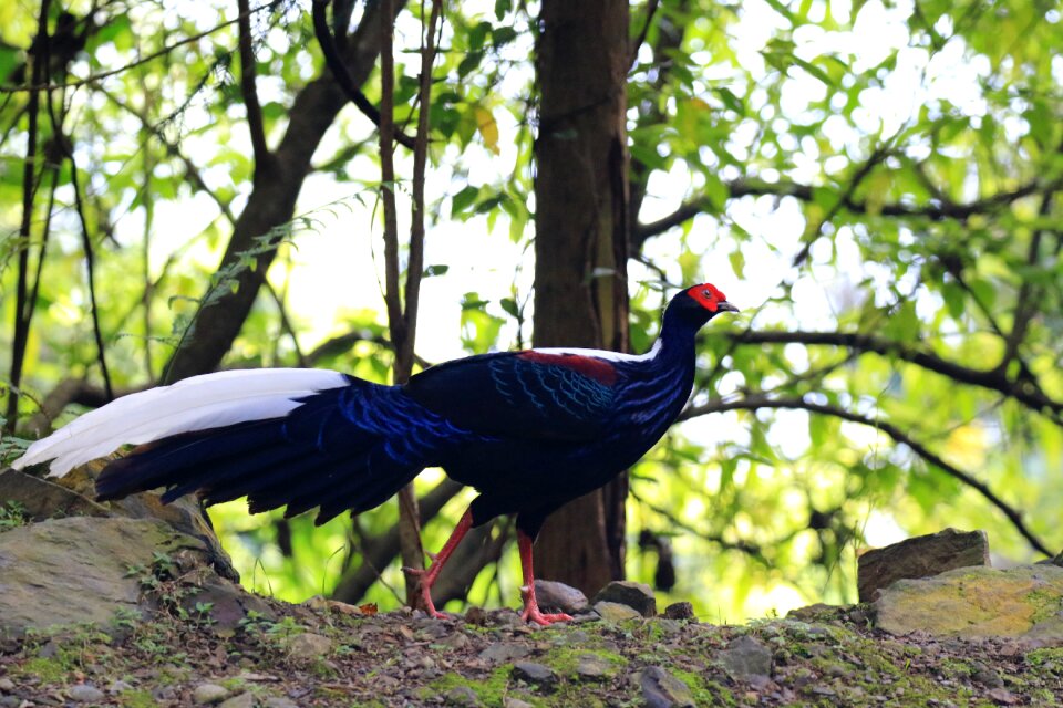 Winter birds taiwan