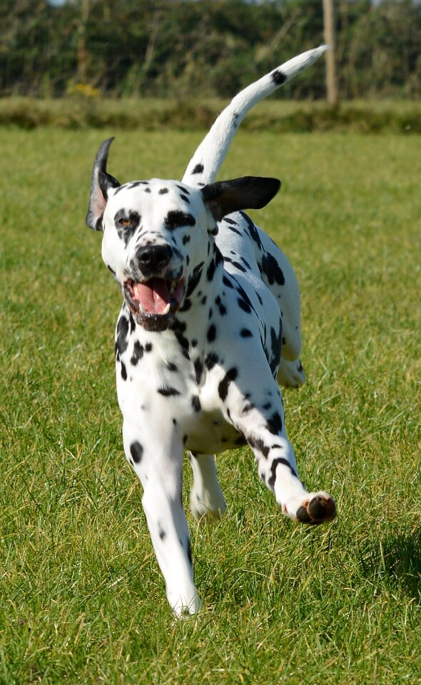 Pet mammal playful