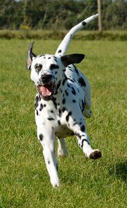 Pet mammal playful