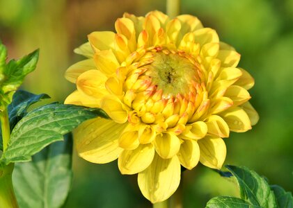 Bud dahlia garden garden plant photo