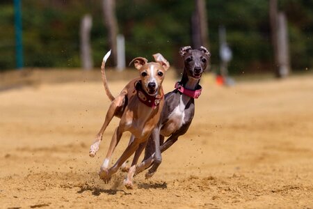 Animal portrait dog portrait racecourse photo