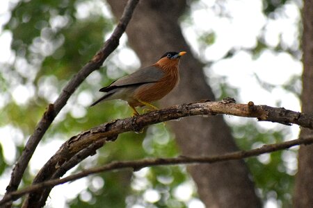 Perched animal wildlife