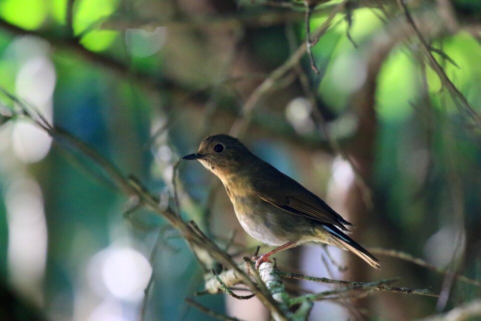 Winter birds taiwan