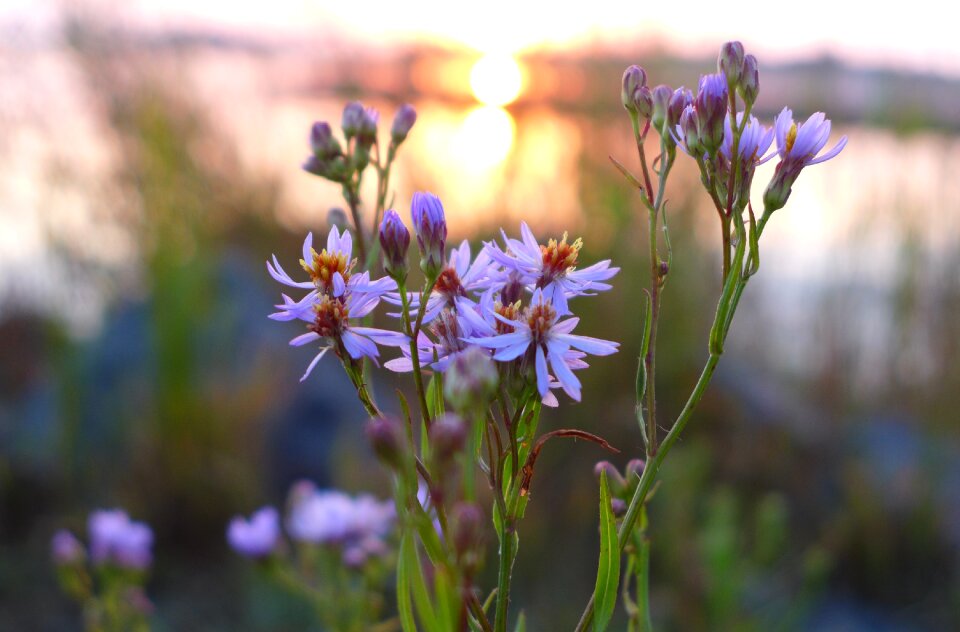 Landscape summer plant