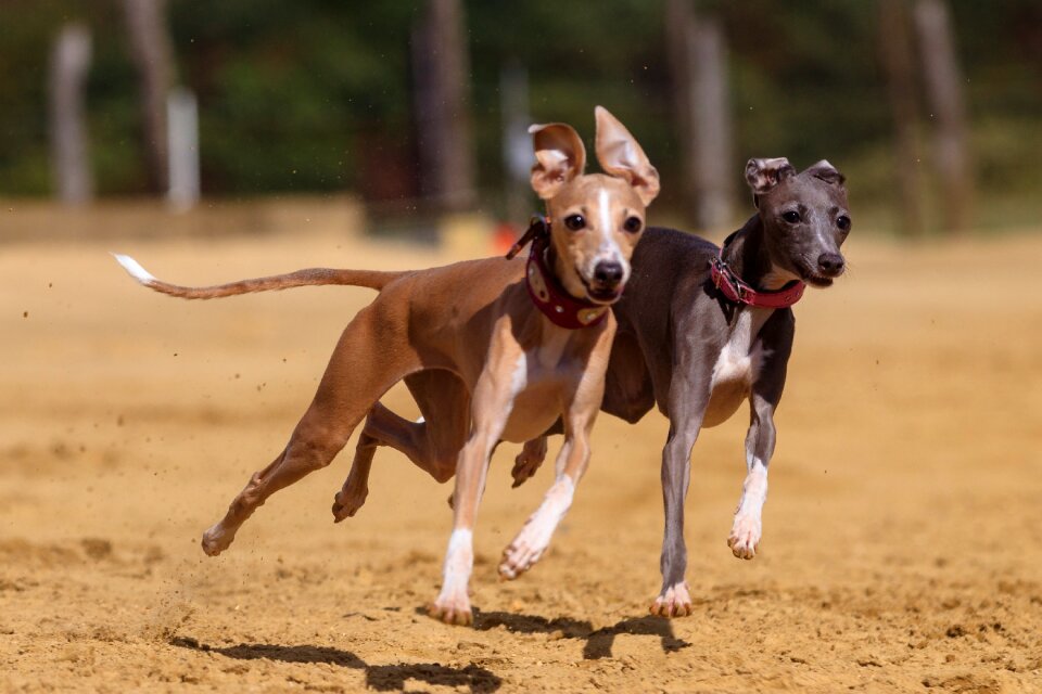 Animal portrait dog portrait racecourse photo