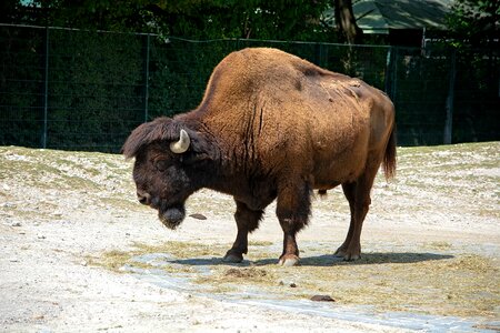 Strong brown massive