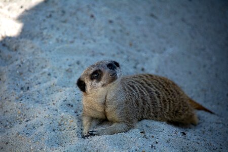 Cute animal world attention