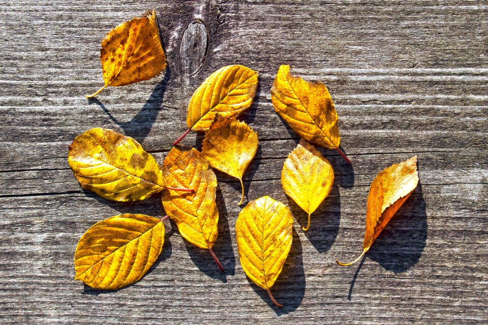 Fund background fall color