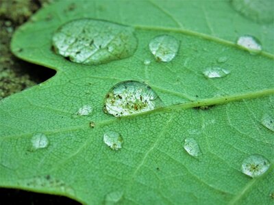 Green nature liquid photo