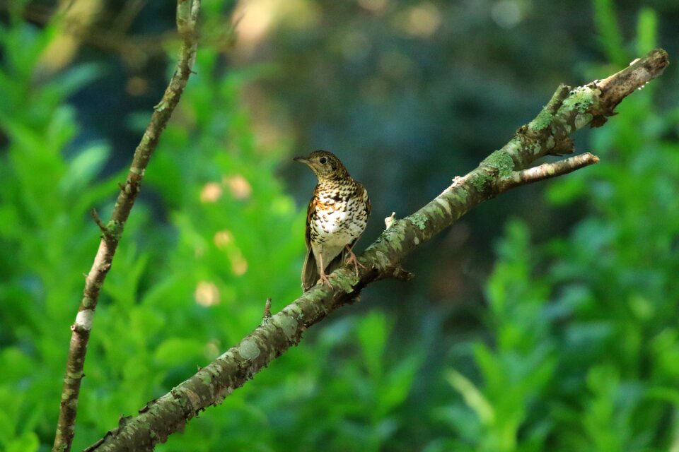 Winter birds taiwan
