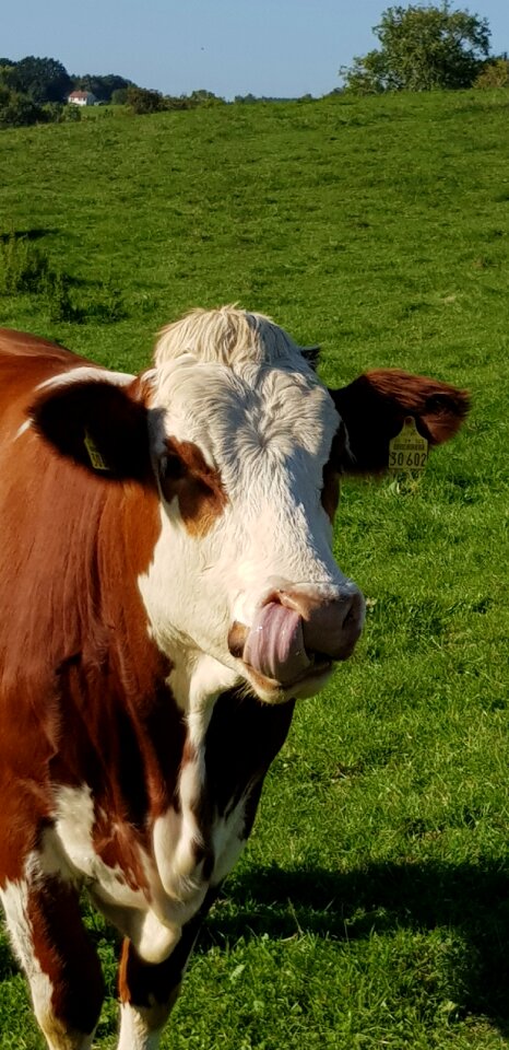 Pasture agriculture beef