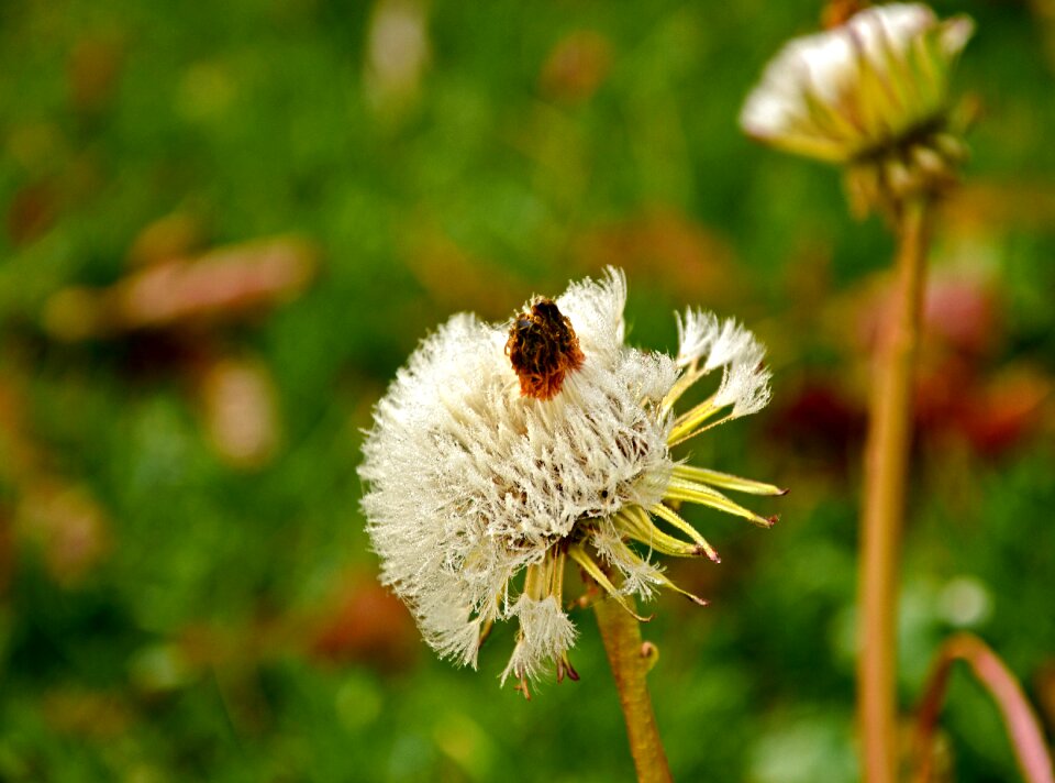 Bloom seeds weed
