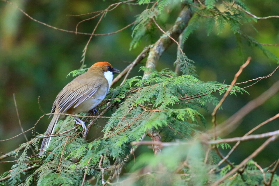 Winter birds taiwan
