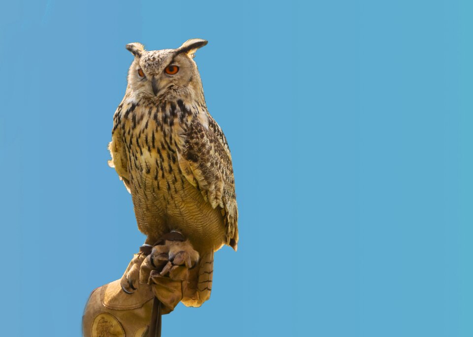 Animal bird eagle owl