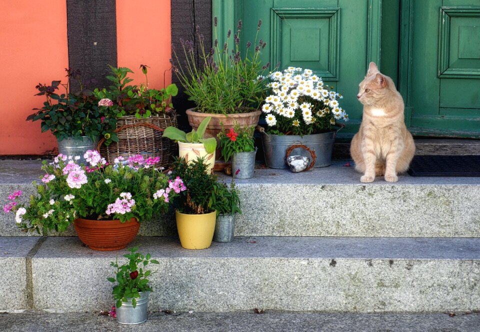 Input pet atmosphere