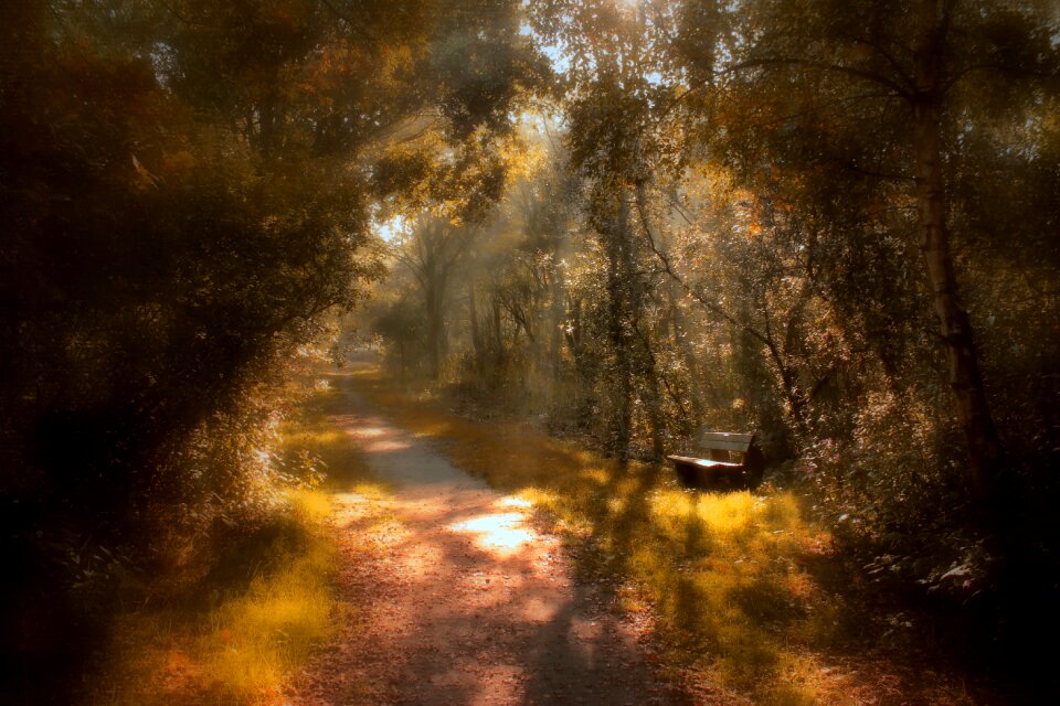 Nature landscape trees