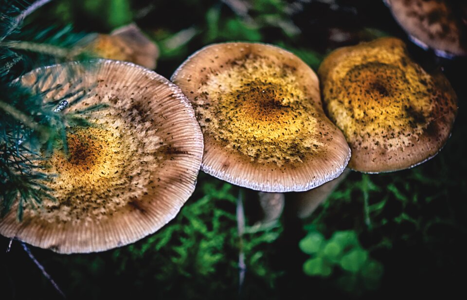 Nature forest autumn