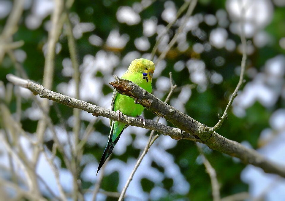 Bird exotic the tropical